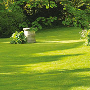 Lawn Shady Areas